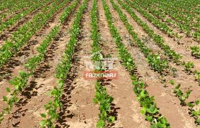 Imagem 3: Fazenda em Montes Claros de Goiás. gt 219 Alq. 1.060 há