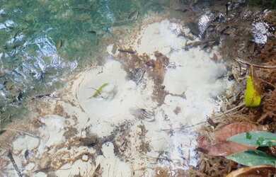 Imagem 7: Vendo Sítio 50 hectares na Alça Viária KM 32. Terreno 500.000m2