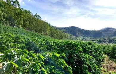 Imagem: A fazenda possui 150000m² de Área e Imóvel novo e está localizado