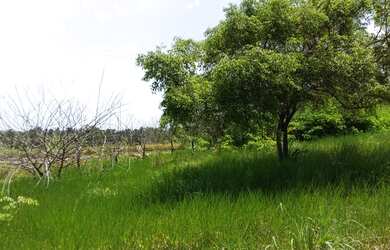 Imagem 1: AREA Beira de pista PB-008 COM 37.500m2 frente PB-008 4km da Praia Bela