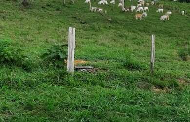 Imagem: A fazenda possui 972000m² de Área e está localizado em Rondon