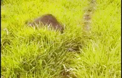 Imagem 4: Curvelo - Fazenda 15 hectares