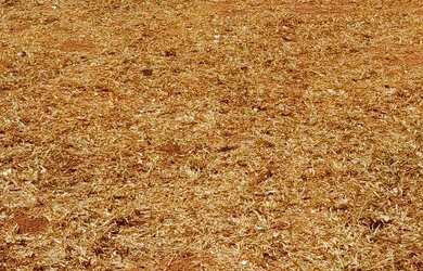 Imagem 2: Lote Orlando de Morais