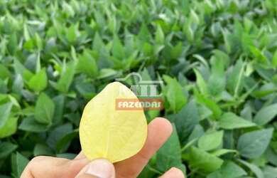 Imagem 1: Fazenda em Montes Claros de Goiás. gt 219 Alq. 1.060 há