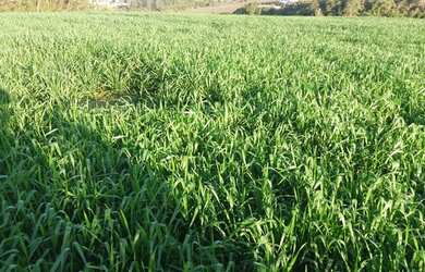 Imagem 7: ITAPETININGA - RURAL - ÁREA RURAL DE ITAPETININGA