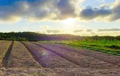 Imagem 16: Lote/Terreno para venda possui 500 metros quadrados em Jardim Jandira...