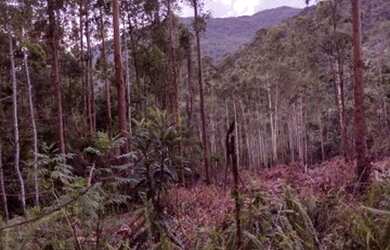 Imagem 5: Área à venda, 20978 m² por R$ 250.000,00 - Vila Olinda - Nova Petrópolis/RS