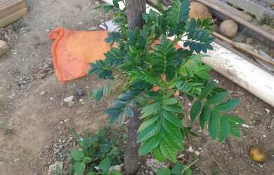 Imagem 5: Vende se uma casa. 27m² de Área