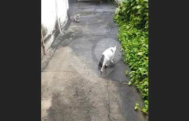 Imagem 8: Maravilhosa casa. VP. Varanda, 160m² de Área, 1 Vaga na garageme3 Dormitórios