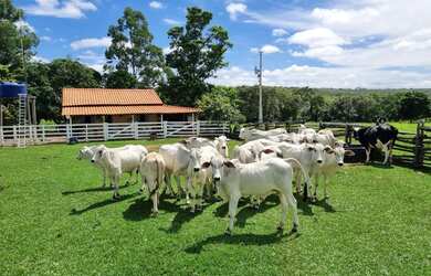 Imagem 3: Imóvel para venda possui 1010000 metros quadrados em Centro - Arinos...