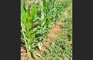 Imagem 7: Oportunidade única. 20.000m² de Área