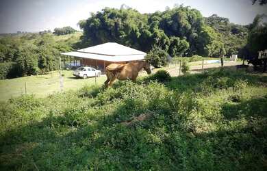 Imagem 4: Lindo Sitio Desterro de Entre Rios 18 hectares 180 mil metros muito verde...