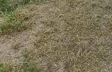 Imagem 8: Lote/Terreno para venda com 250 metros quadrados em Vila Zilda Natel -...