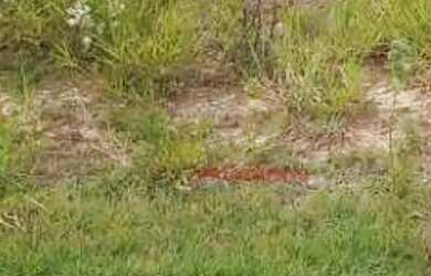 Imagem 3: Terreno à venda, 200 m² por R$ 320.000,00 - Terrassos Residencial -...