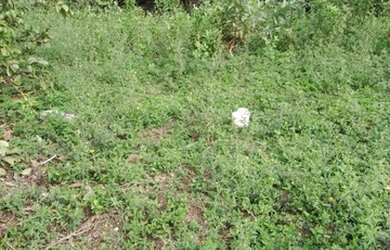 Imagem 9: vendo. 360m² de Área