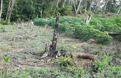 Imagem: A chácara possui 6.000m² de Área e está localizado em Juquiá