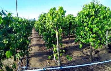 Imagem: A fazenda está localizado em Jaguaré, ES à venda por R$150.000