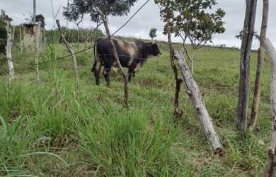 Imagem: A fazenda e está localizado em Iraquara, BA à venda por R$350.000
