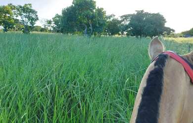 Imagem 15: Imóvel para venda possui 1010000 metros quadrados em Centro - Arinos...