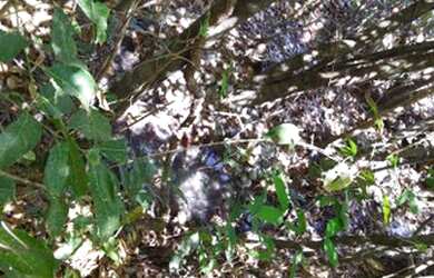 Imagem: O terreno possui 20000m² de Área e está localizado em Jaboticatubas