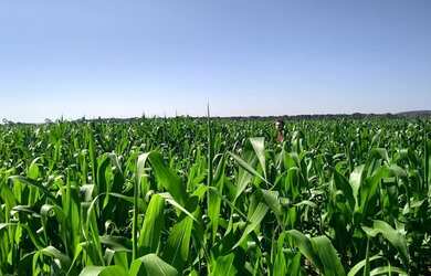 Imagem 5: fazenda de 85 alqueires, região de Presidente Prudente beira do asfalto...