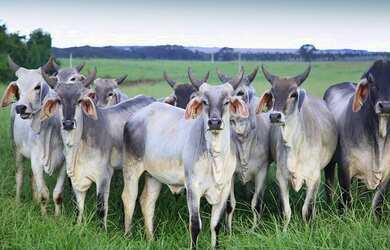 Imagem 1: fazenda de 85 alqueires, região de Presidente Prudente beira do asfalto...