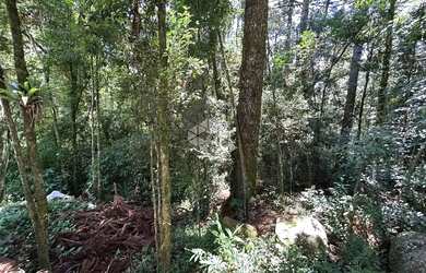 Imagem 3: Terreno a Venda em Canela