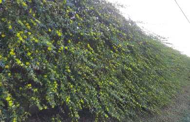 Imagem 1: Terreno abençoado 5x20. 100m² de Área