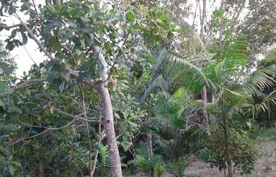 Imagem: O terreno está localizado em Santana, AP à venda por R$35.000