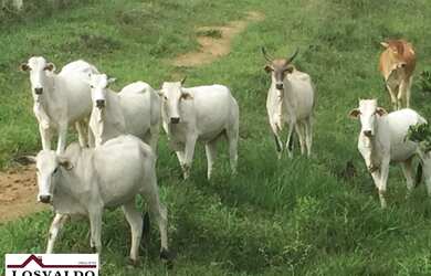 Imagem 15: Jiquiriçá - RURAL - Zona Rural