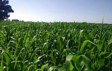 Imagem 4: fazenda de 85 alqueires, região de Presidente Prudente beira do asfalto...