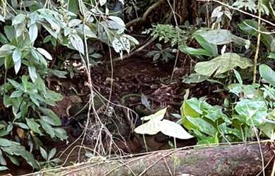 Imagem 1: Juquitiba - Terreno Padrão - Loteamento Parque das Palmeiras II