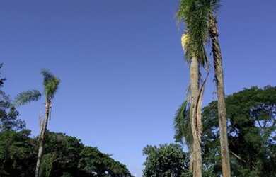 Imagem: A fazenda possui 1m² de Área e está localizado em Fazenda