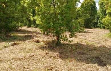 Imagem: A chácara está localizado em São Tomé, Salvador à venda