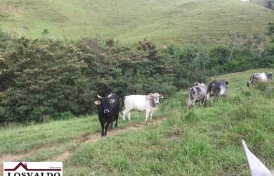 Imagem 13: Jiquiriçá - RURAL - Zona Rural