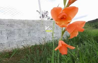 Imagem 15: Terreno em Guararema. 1034 metros quadrados em Guararema - SP