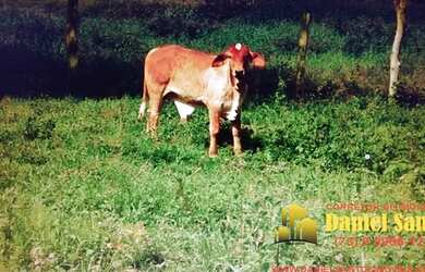 Imagem 3: FAZENDA RURAL em PORTO SEGURO - BA, porto seguro