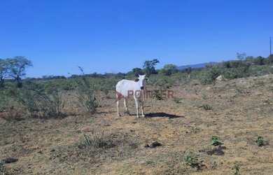 Imagem 5: Fazenda à venda, 561 hectares por R$ 7.100.000 - Zona Rural - São João...