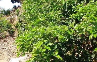 Imagem 3: Casa Casa com 2 dormitórios