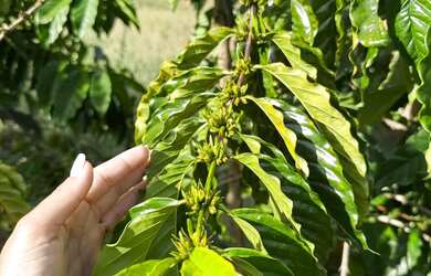 Imagem 12: MIMOSO COM 7 MIL PÉS DE CAFÉ COM CASA ENERGIA E MUITA ÁGUA