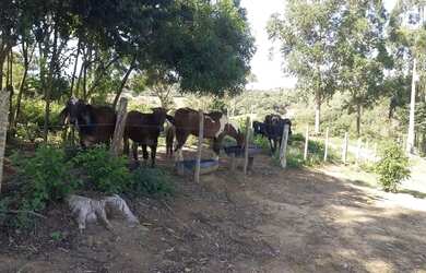 Imagem 16: Lindo Sitio Desterro de Entre Rios 18 hectares 180 mil metros muito verde...