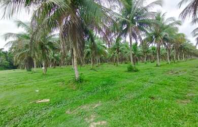 Imagem 14: Fazenda na pista Rodovia BR174, entre Km 60 e 63. 2.449ha com 3.900mts de fachada. 45.000