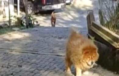 Imagem: A chácara possui 5.000m² de Área e está localizado em Colônia