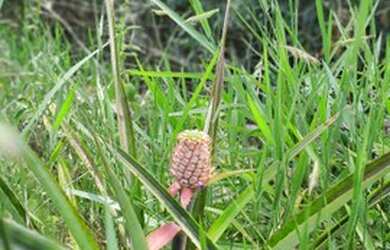 Imagem 7: Lote Represa de Corumbá 4 - Parcelas R$599 a R$1.500,00 - Condomínio...