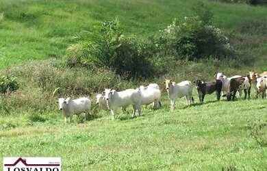 Imagem 4: Jiquiriçá - RURAL - Zona Rural