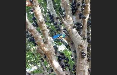 Imagem 8: CHÁCARA A VENDA NO BAIRRO DO PORTÃO - ATIBAIA