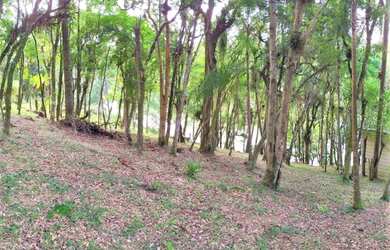 Imagem 14: Área para Venda em Tijucas do Sul, São Joãozinho