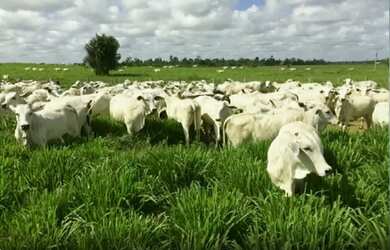 Imagem 2: fazenda de 85 alqueires, região de Presidente Prudente beira do asfalto...