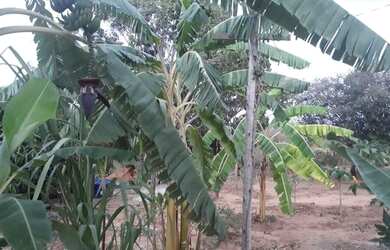 Imagem 3: Chácara. Churrasqueirae800m² de Área