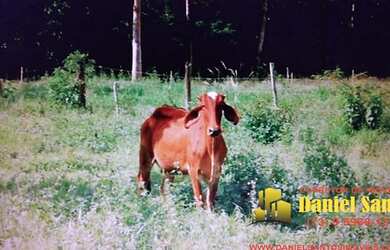 Imagem 2: FAZENDA RURAL em PORTO SEGURO - BA, porto seguro